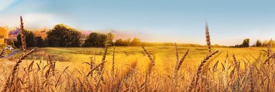 фотообои Пшеница
