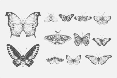 постеры Рисунок бабочек