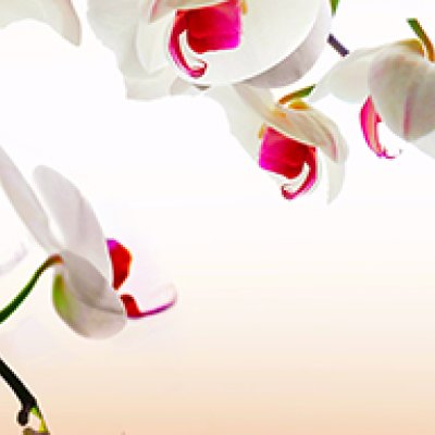 фотообои Утонченные орхидеи