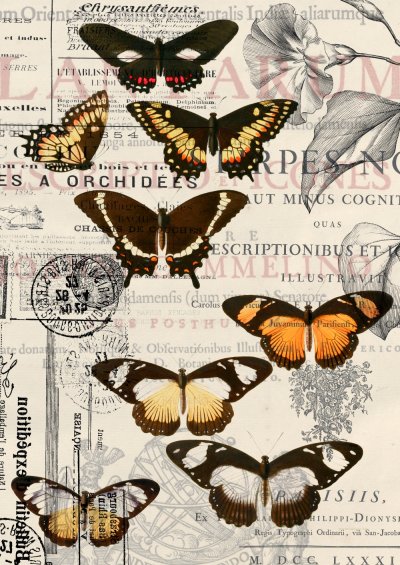 фотообои Старинные бабочки