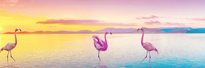 фотообои Фламинго на закате