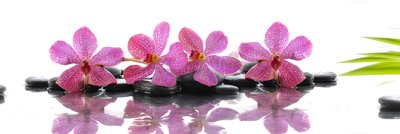 фотообои Орхидеи на светлом фоне