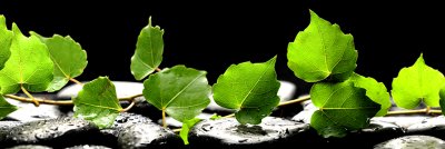 фотообои Березовые листья