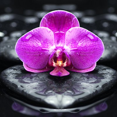 фотообои три цветка орхидеи