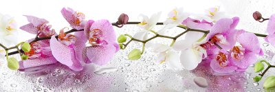 фотообои Японские орхидеи цветы