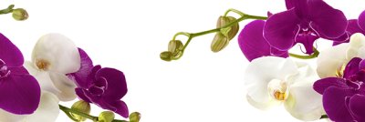 фотообои Ветви лиловых орхидей