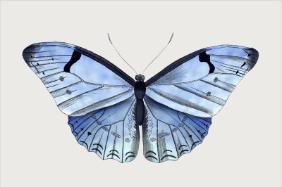 постеры Голубая бабочка