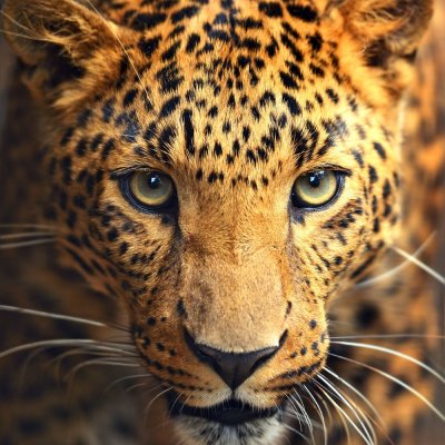 фотообои Облик леопарда