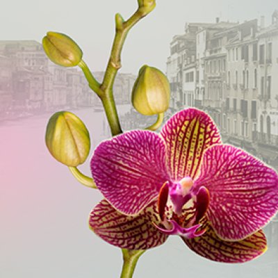 фотообои Венецианские орхидеи