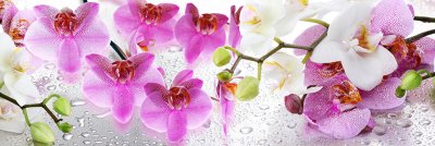 фотообои Крупные орхидеи