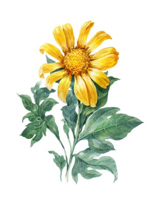 постеры Желтый цветок