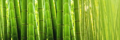 фотообои Бамбуковые стебли