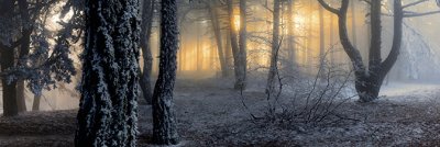 фотообои Ноябрьский лес