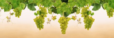 фотообои Спелый белый виноград