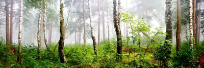 фотообои Русский лес