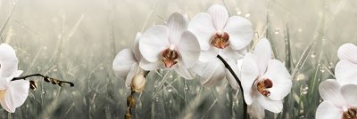 фотообои Орхидеи после дождя