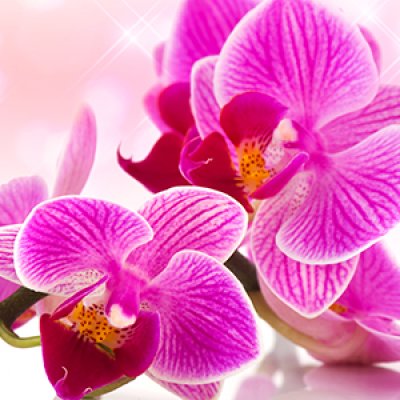 фотообои Яркие розовые орхидеи