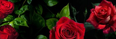фотообои Бархатные розы