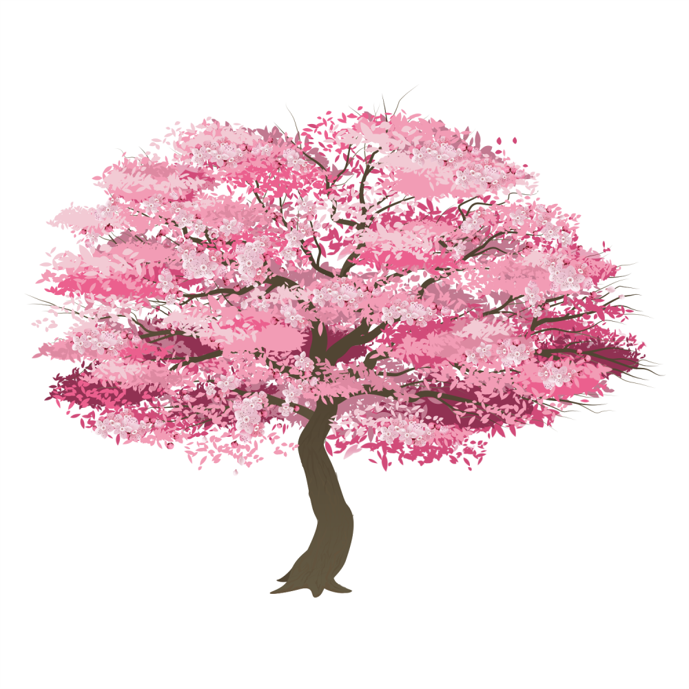 Cherry blossom купить. Сакура черри блоссом дерево. Сакура референс дерево. Дерево Сакуры Геншин. Сакура плакучая.