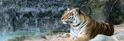 фотообои Лежащий тигр