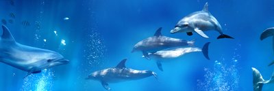фотообои Дельфины