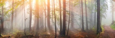 фотообои Рассветный лес