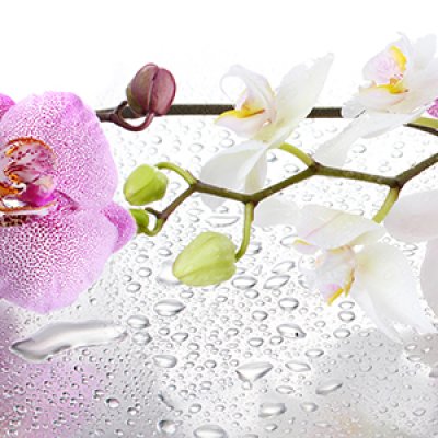 фотообои Японские орхидеи цветы