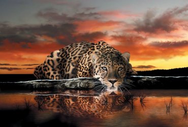 фотообои Леопард у озера