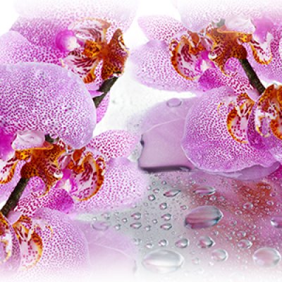 фотообои Орхидеи и капли воды