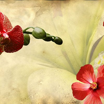 фотообои Огненная орхидея