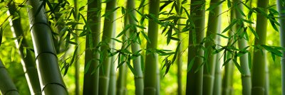 фотообои Бамбуковый лес
