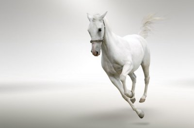 фотообои Белая лошадь